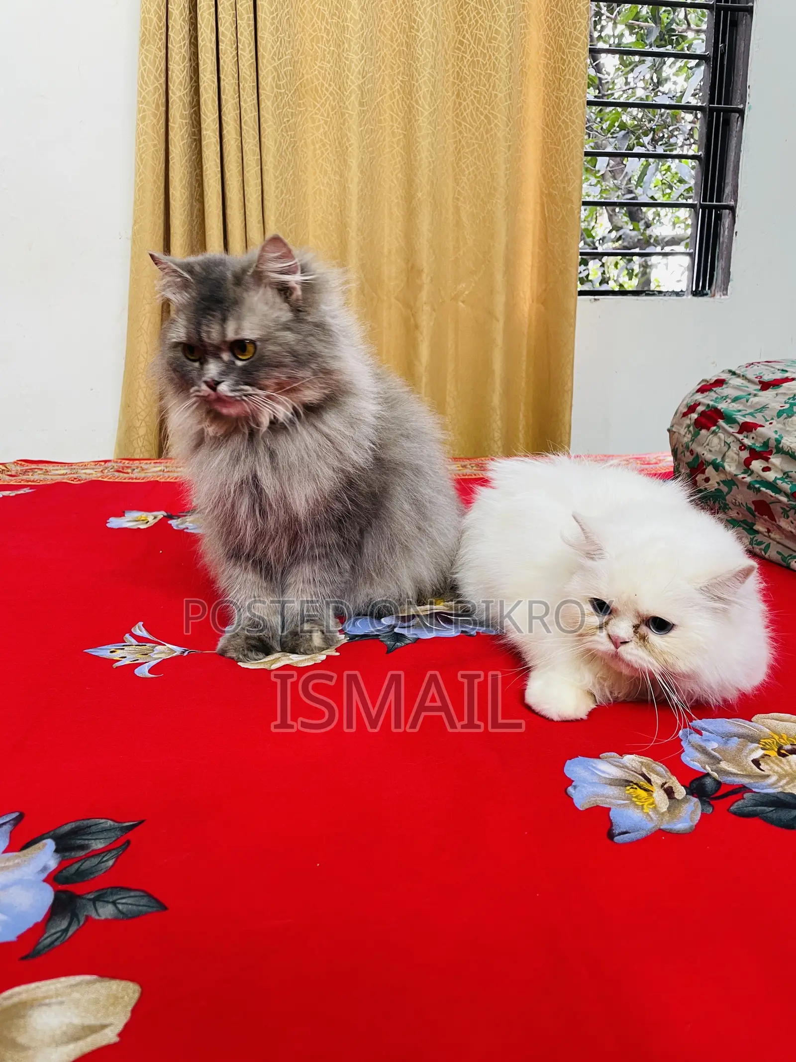 0-1 Month Female Purebred Persian