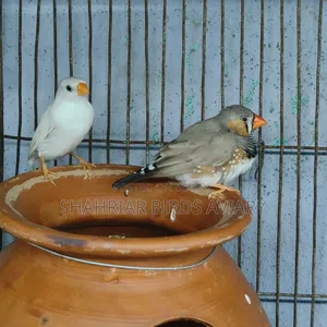 Finch Bird