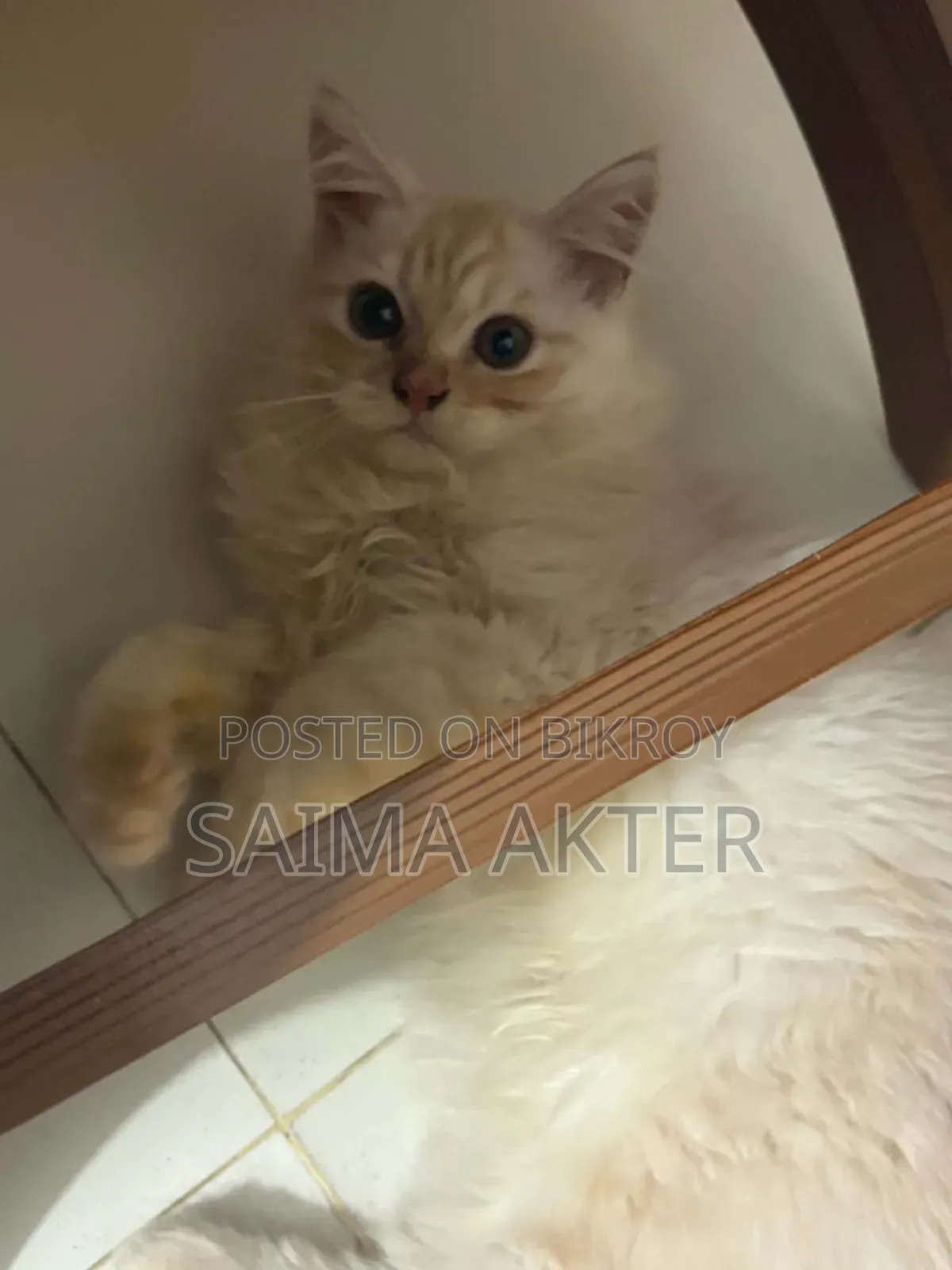 1-3 Months Male Purebred Persian