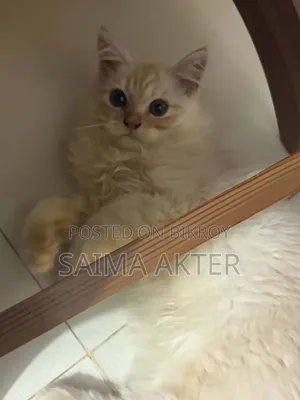 1-3 Months Male Purebred Persian