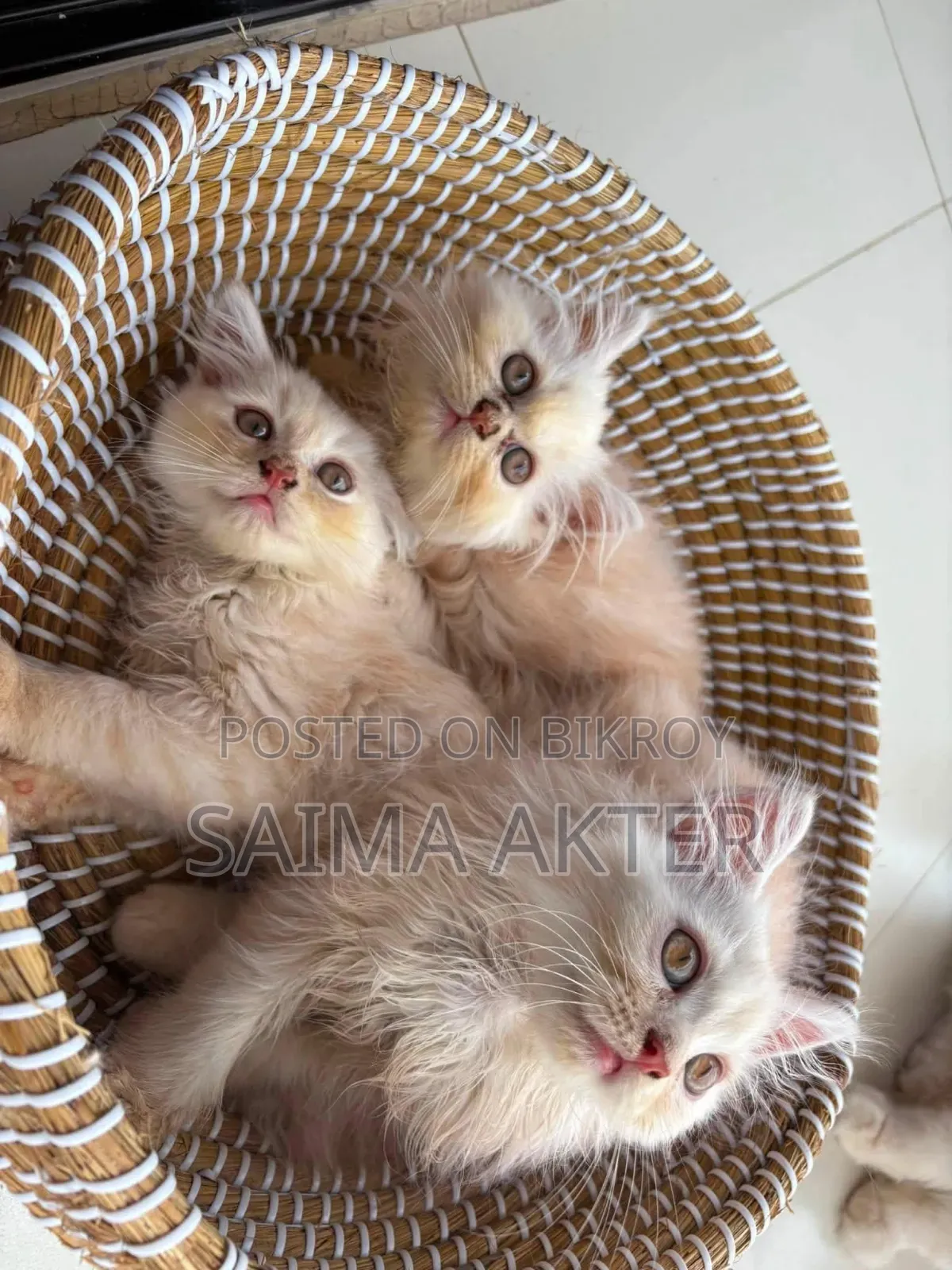 1-3 Months Male Purebred Persian