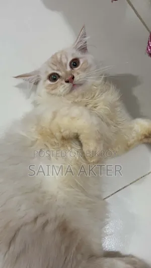 1-3 Months Male Purebred Persian