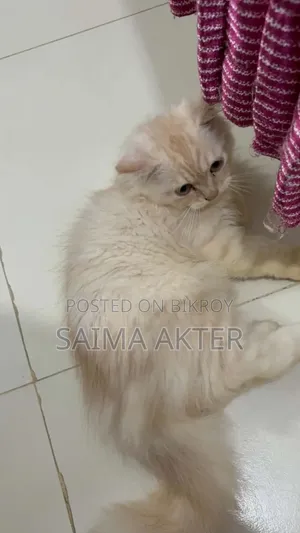 1-3 Months Male Purebred Persian