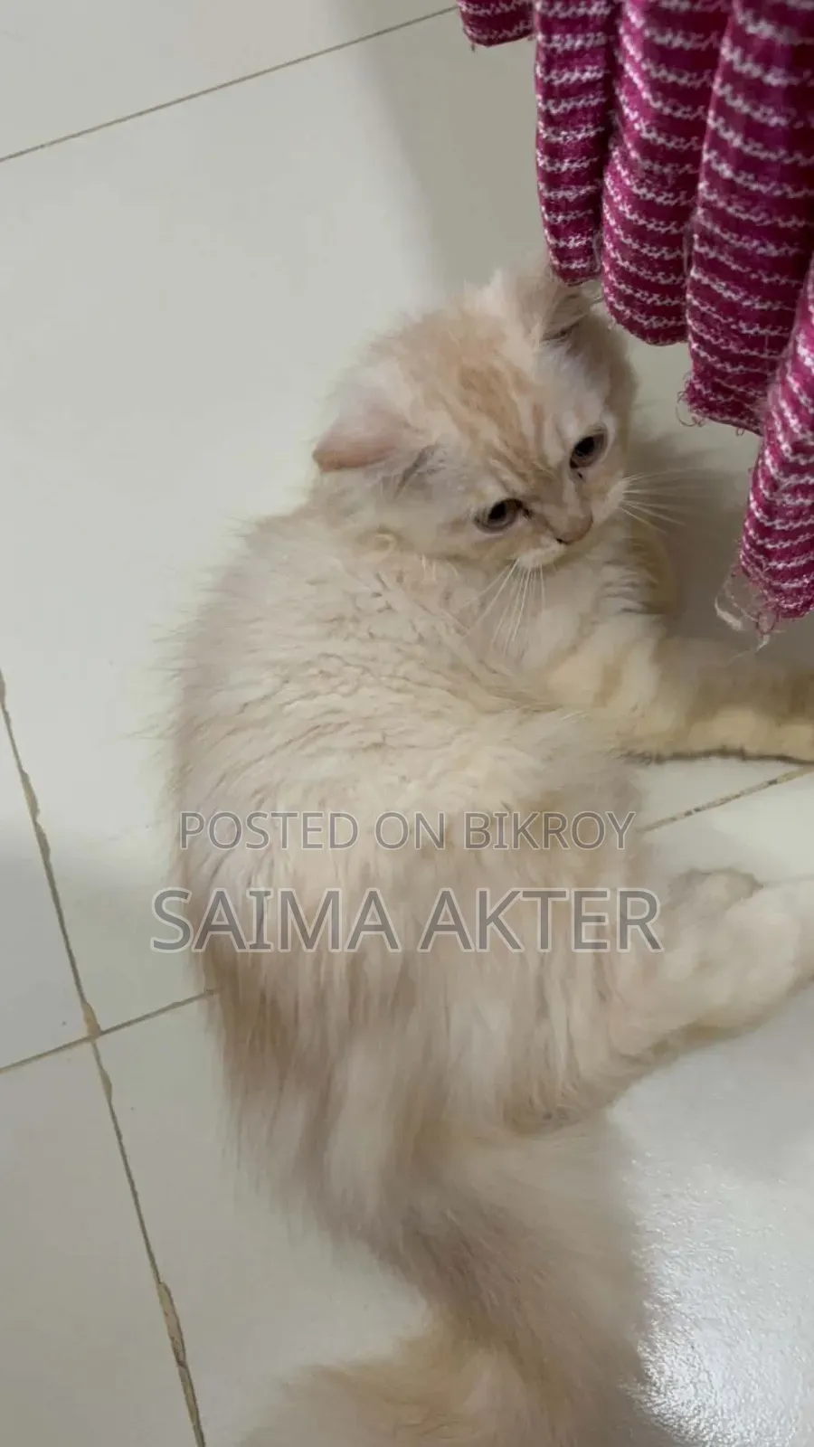 1-3 Months Male Purebred Persian