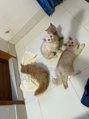 1-3 Months Male Purebred Persian