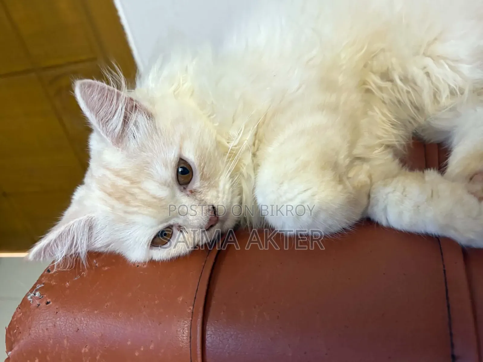 1-3 Months Male Purebred Persian