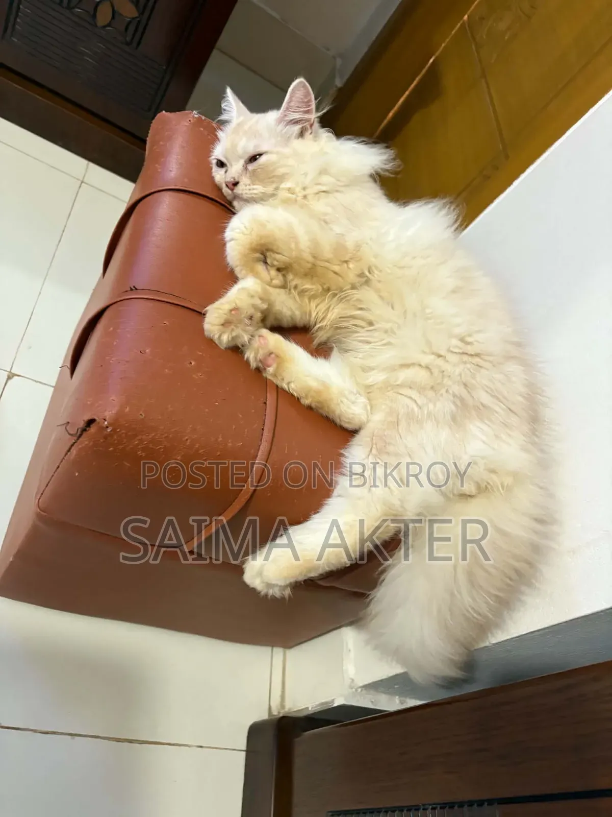1-3 Months Male Purebred Persian