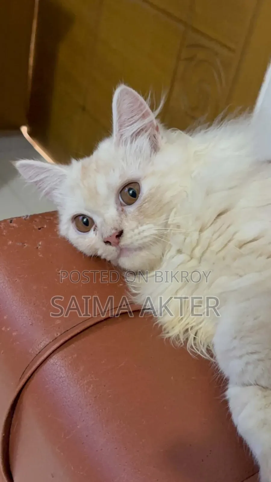 1-3 Months Male Purebred Persian