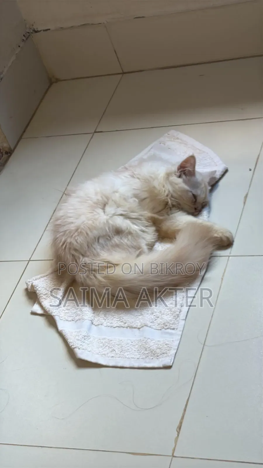 1-3 Months Male Purebred Persian