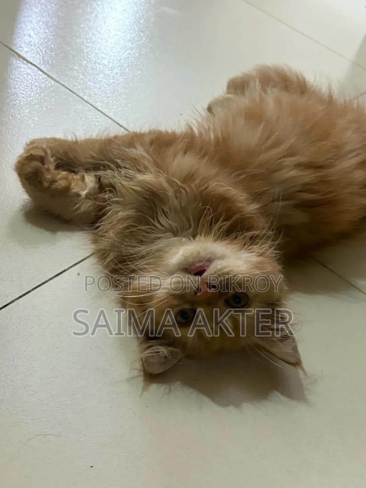 1-3 Months Female Purebred Persian