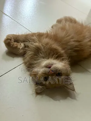 1-3 Months Female Purebred Persian