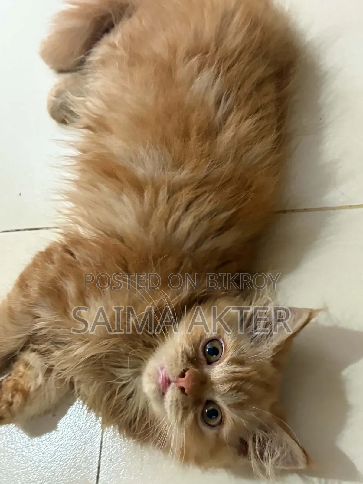 1-3 Months Female Purebred Persian