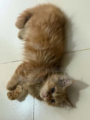 1-3 Months Female Purebred Persian