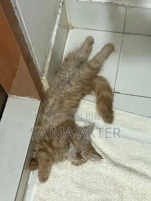 1-3 Months Female Purebred Persian