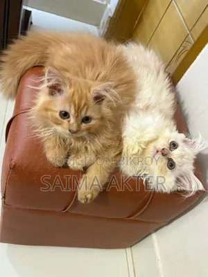 1-3 Months Female Purebred Persian