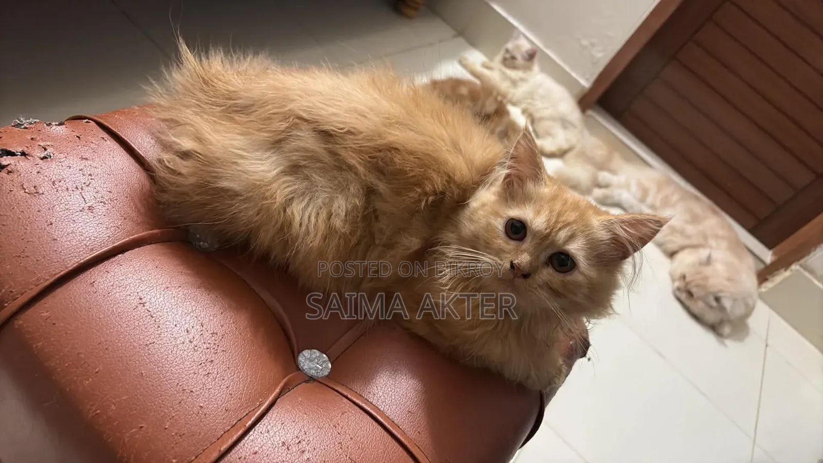 1-3 Months Female Purebred Persian