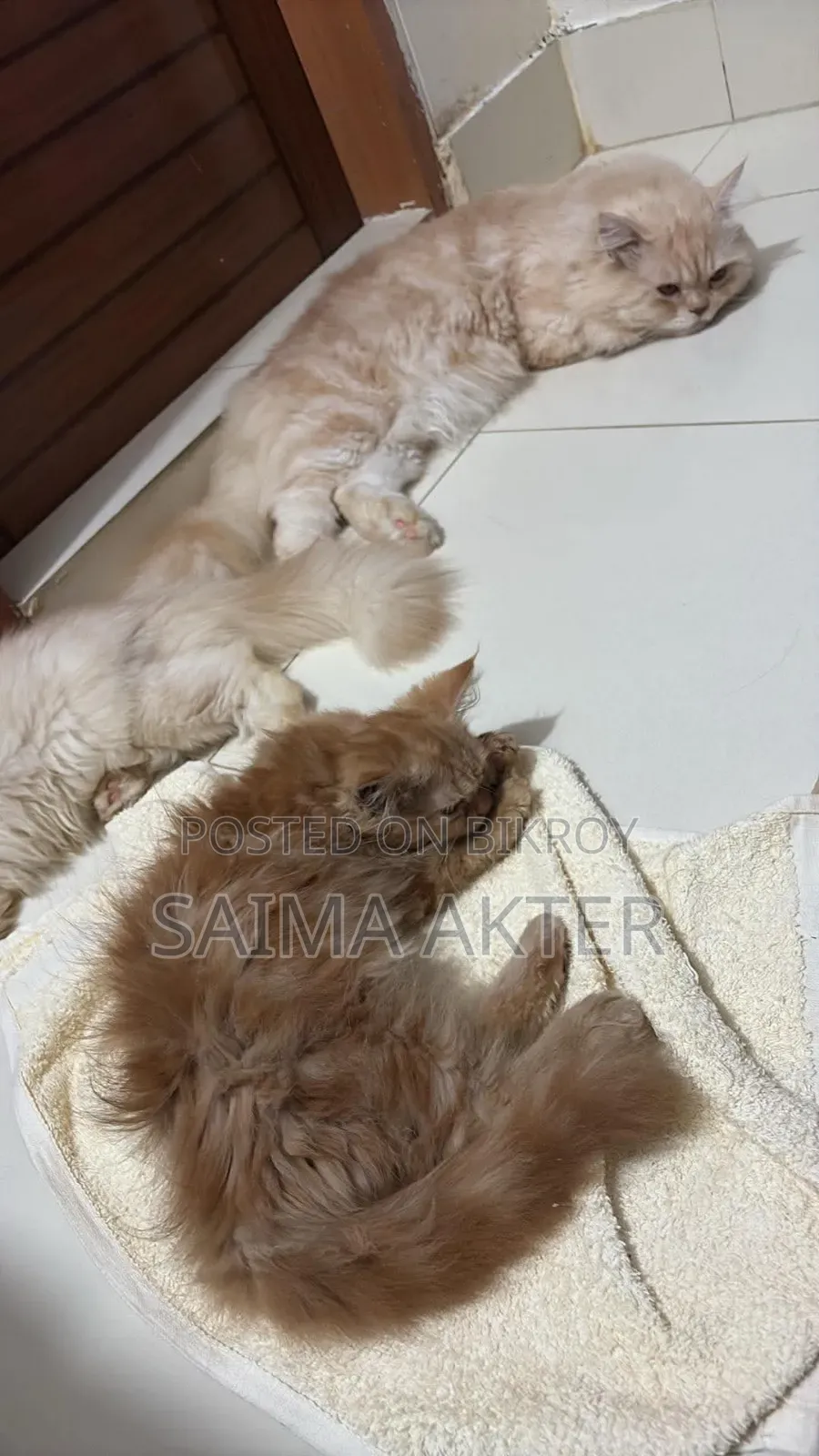 1-3 Months Female Purebred Persian