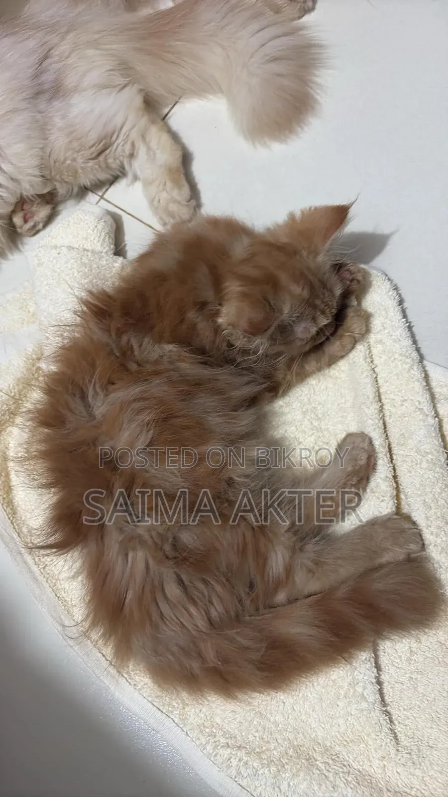1-3 Months Female Purebred Persian