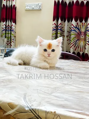 1-3 Months Male Purebred Persian