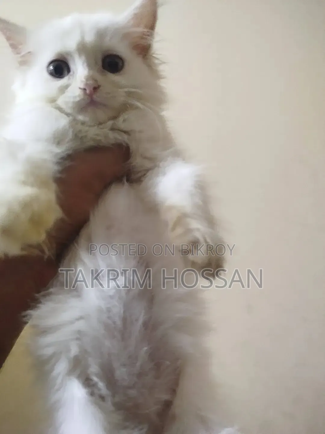 1-3 Months Male Purebred Persian
