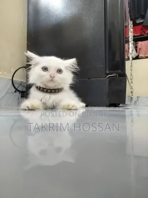 1-3 Months Male Purebred Persian