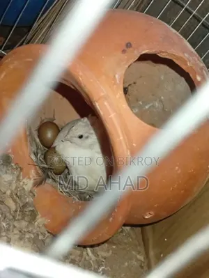 বাচ্চা সহ রানিং কিং কোয়েল ও বীজ ডিম বিক্রি করা হবে