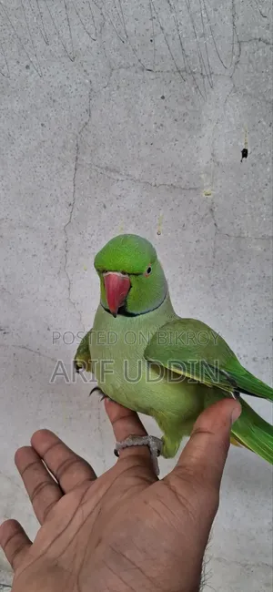 Indian Ringneck
