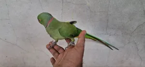 Indian Ringneck