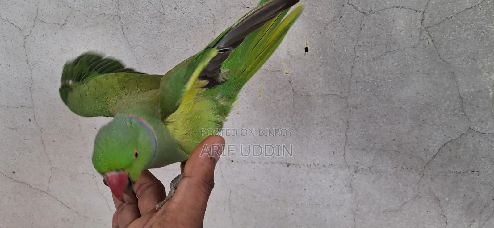 Indian Ringneck