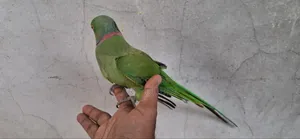 Indian Ringneck