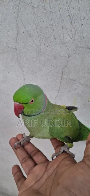 Indian Ringneck