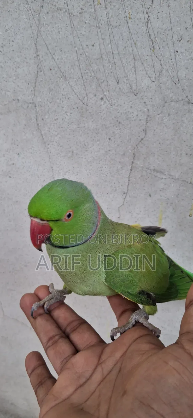Indian Ringneck