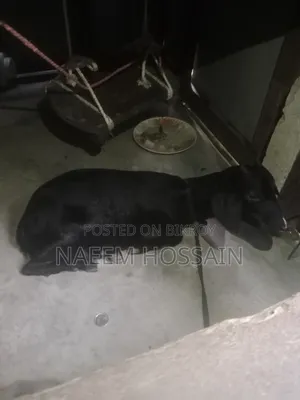 Pathi Goat Sale