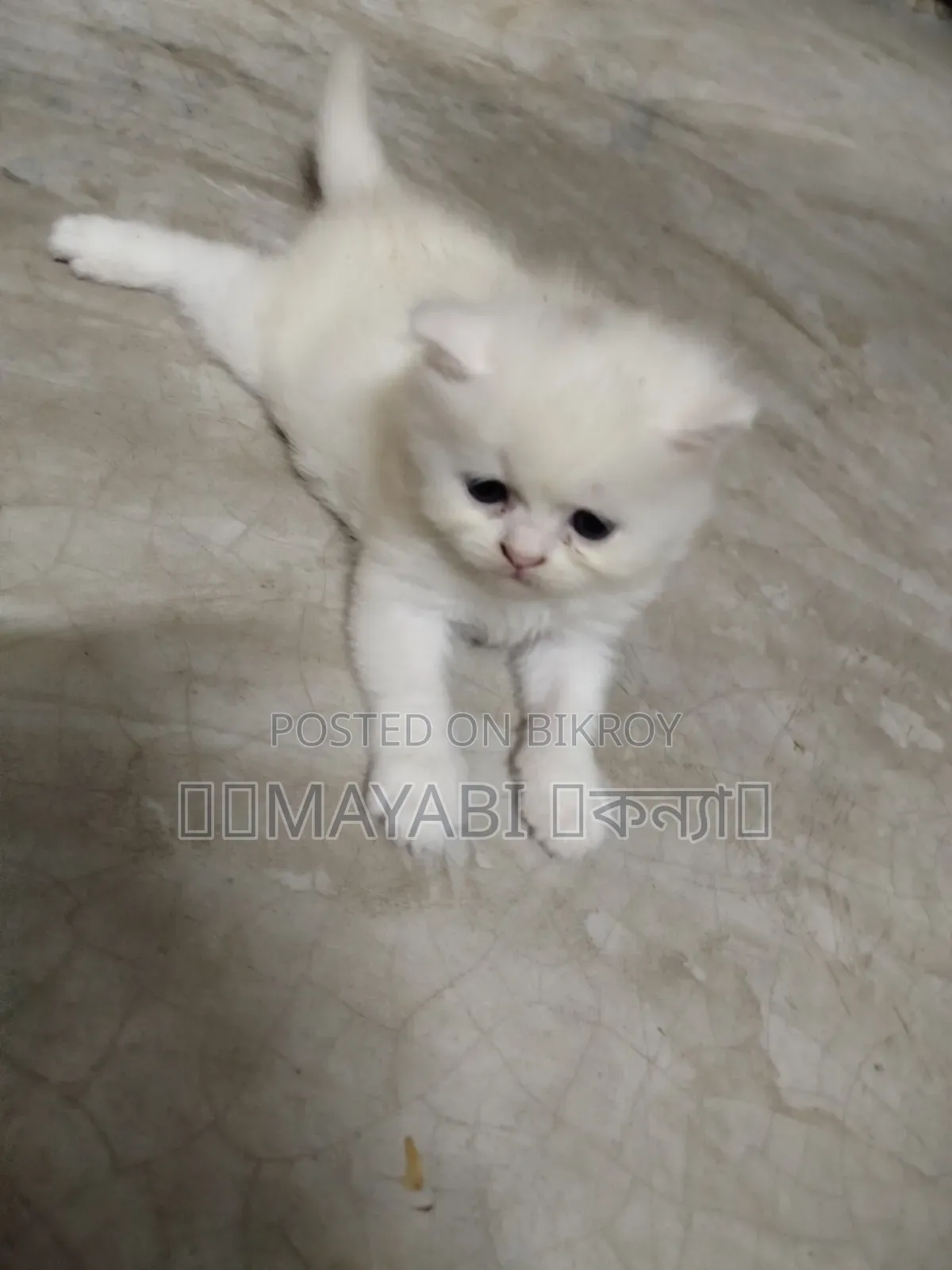 1-3 months Female Purebred Persian