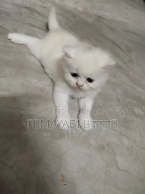 1-3 months Female Purebred Persian