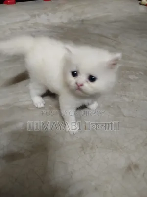 1-3 months Female Purebred Persian