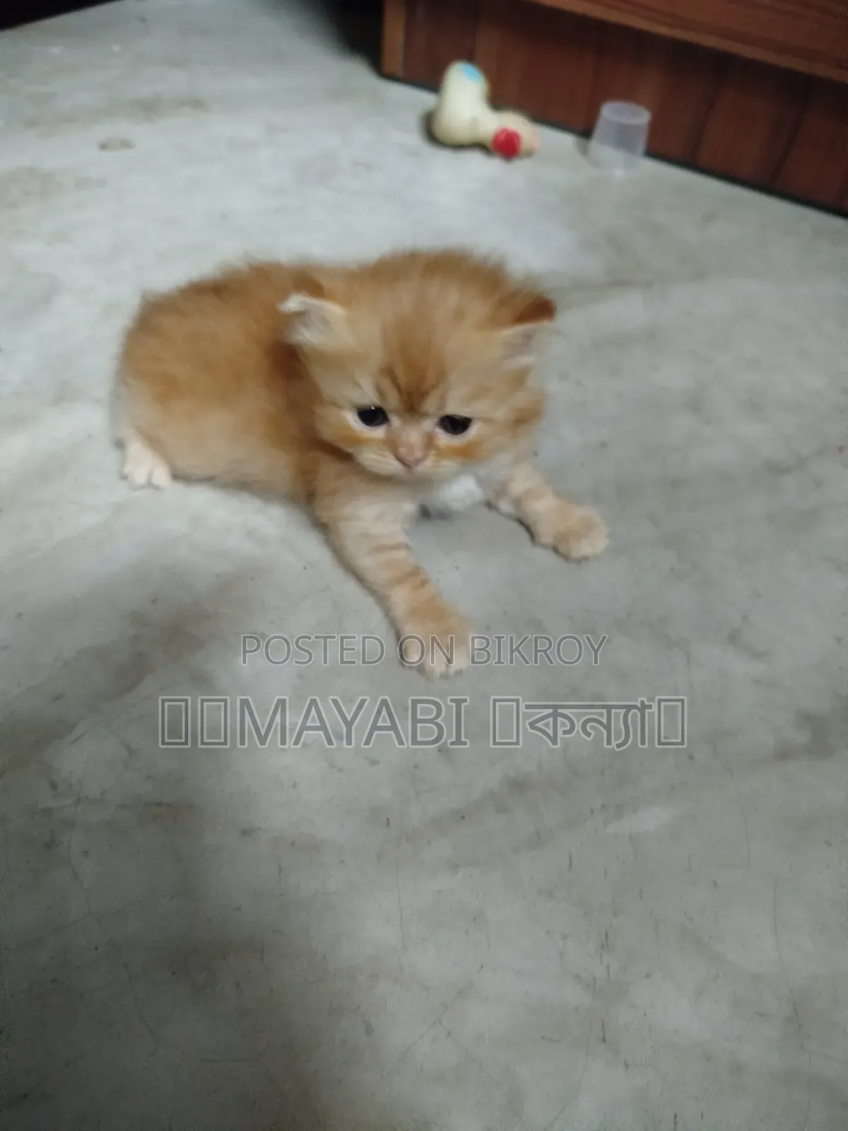 1-3 months Female Purebred Persian