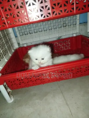 1-3 months Female Purebred Persian