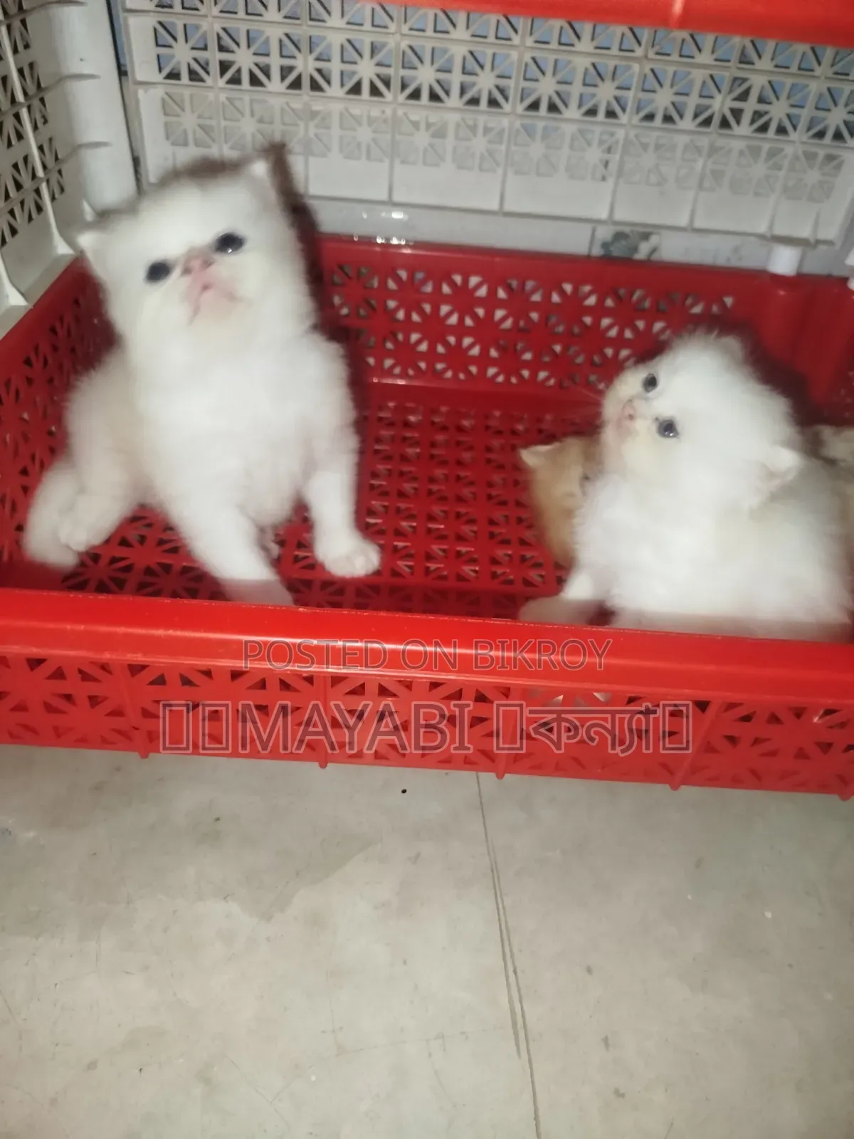1-3 months Female Purebred Persian