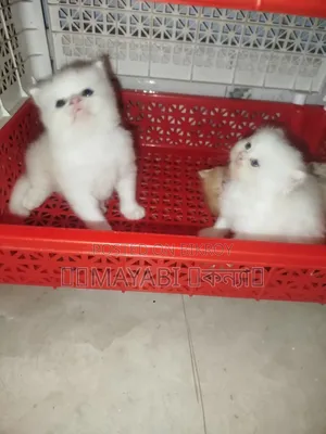 1-3 months Female Purebred Persian