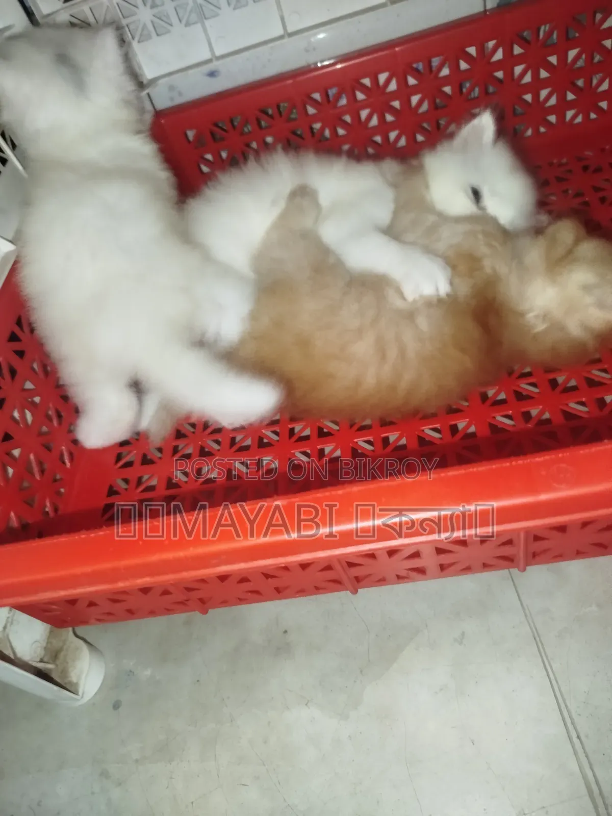 1-3 months Female Purebred Persian