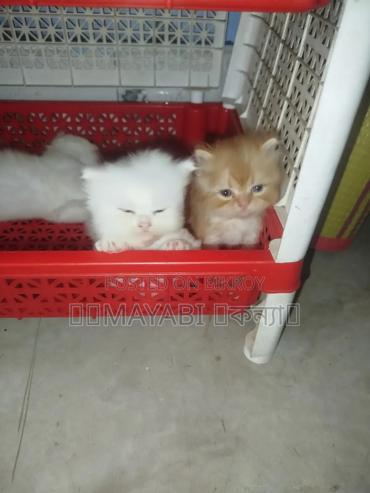 1-3 months Female Purebred Persian