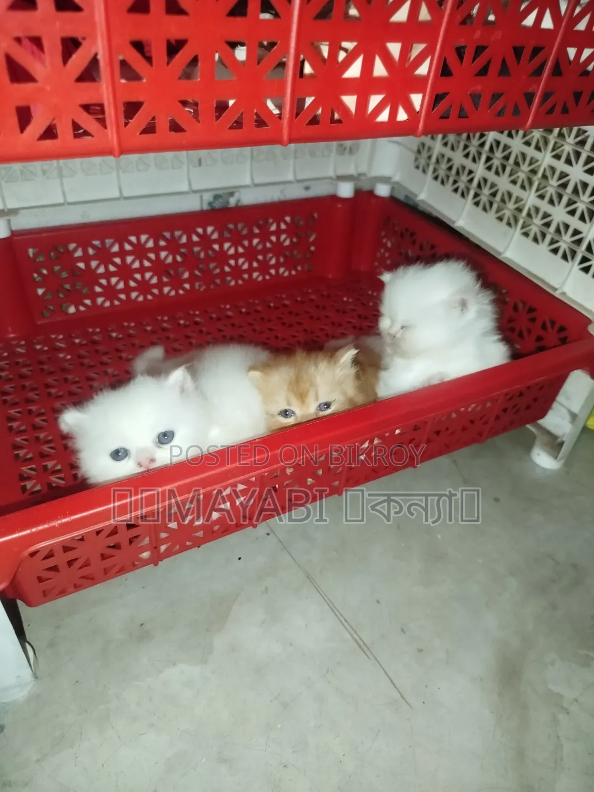 1-3 months Female Purebred Persian
