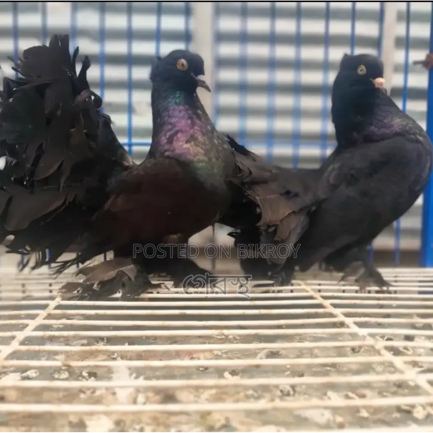 The pair of Black Laksha pigeons will be exchanged. #pigeon #bird #pigeonmarket #pigeon