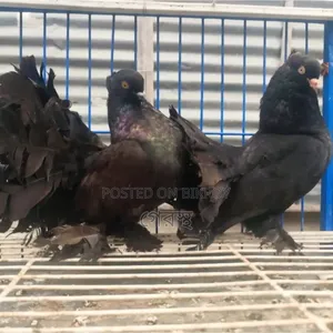 The pair of Black Laksha pigeons will be exchanged. #pigeon #bird #pigeonmarket #pigeon