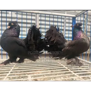 The pair of Black Laksha pigeons will be exchanged. #pigeon #bird #pigeonmarket #pigeon