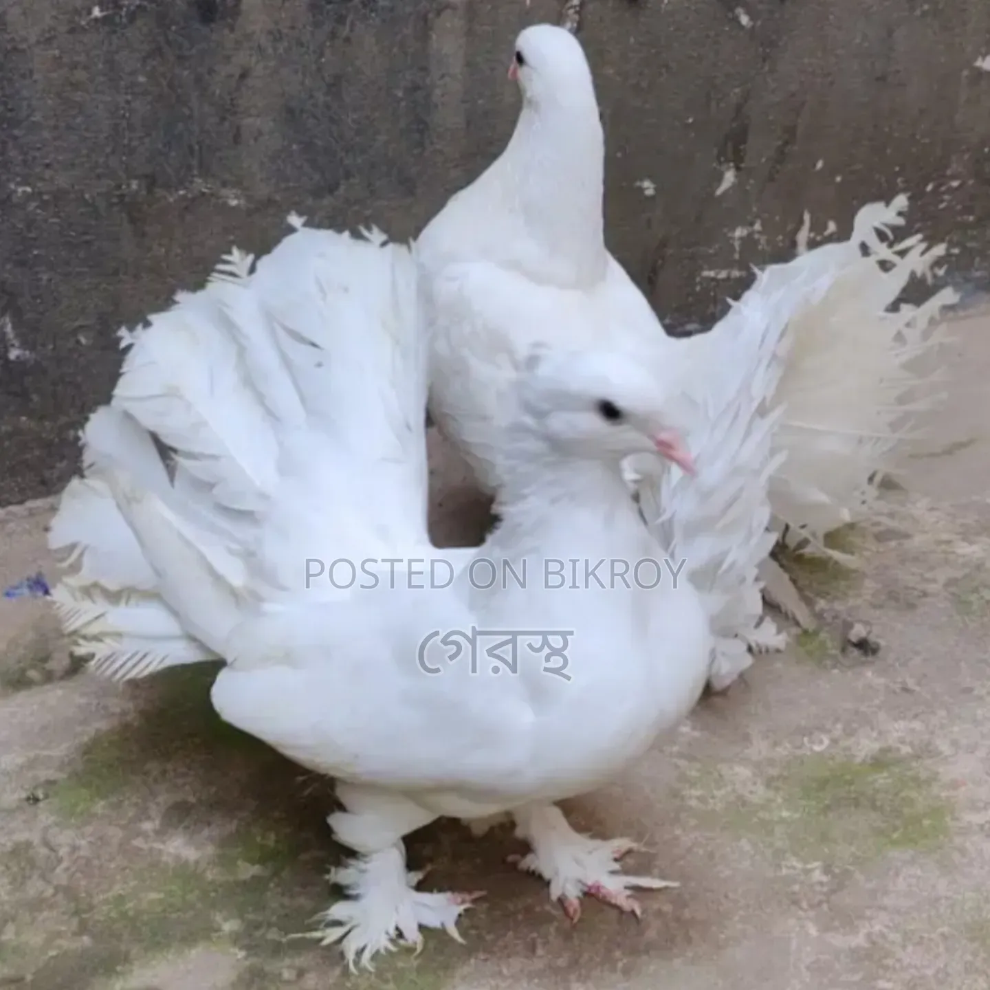 White Lokha Pigeon Pair #pigeon #bird #pigeonmarket #animal
