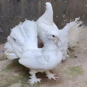 White Lokha Pigeon Pair #pigeon #bird #pigeonmarket #animal