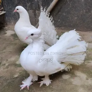 White Lokha Pigeon Pair #pigeon #bird #pigeonmarket #animal