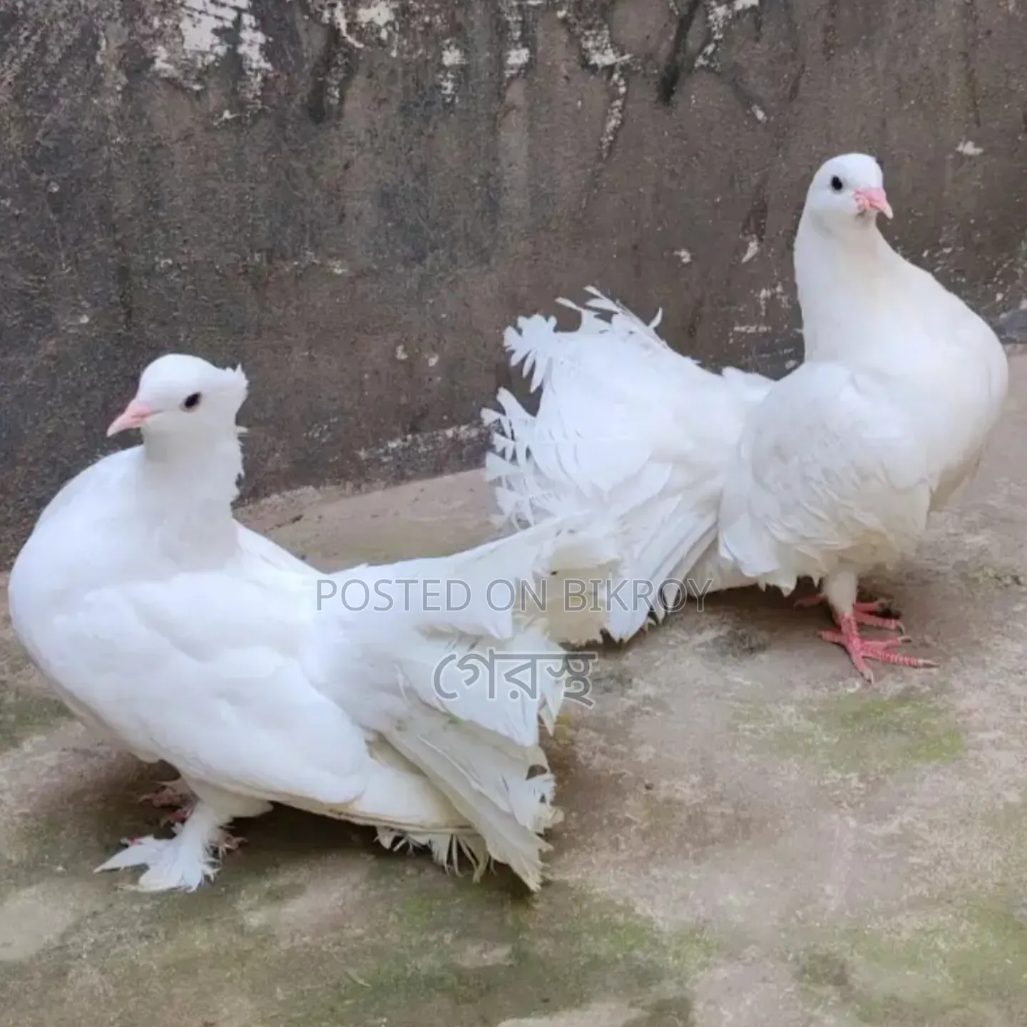White Lokha Pigeon Pair #pigeon #bird #pigeonmarket #animal